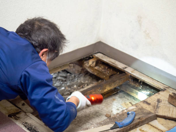 Best Attic Mold Removal  in Hughesville, MD