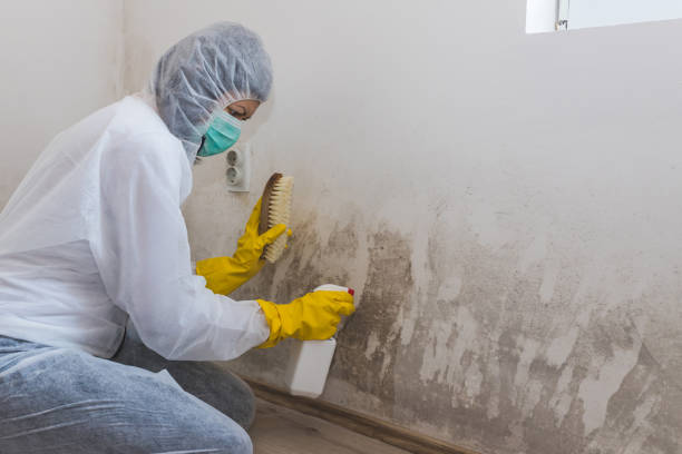 Best Black Mold Removal  in Hughesville, MD