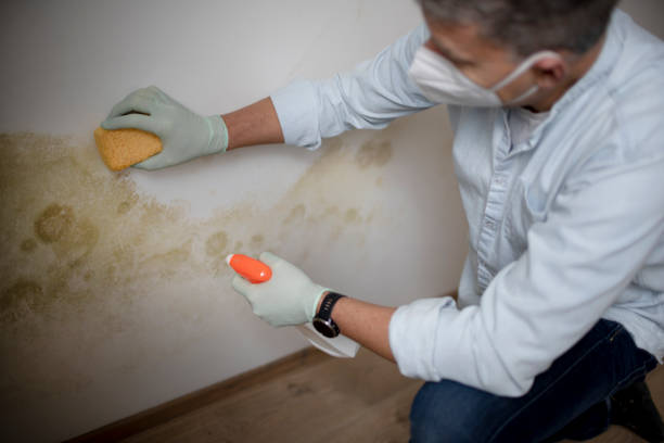 Best Fast Mold Removal  in Hughesville, MD