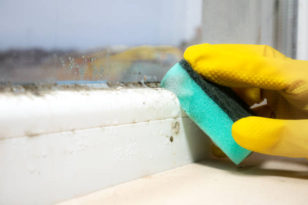 Best Home Mold Removal  in Hughesville, MD