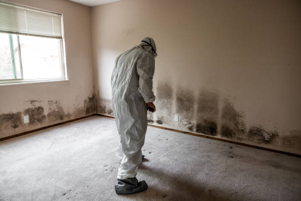 Best Mold Cleaning Services  in Hughesville, MD