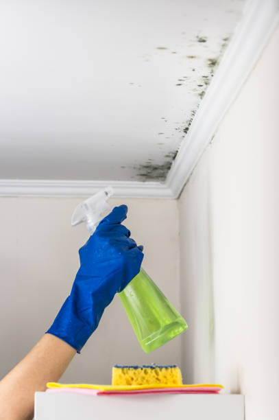 Best Home Mold Removal  in Hughesville, MD